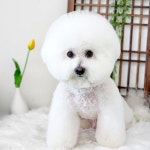 멍데이즈
