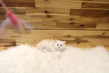 베베캣 고양이