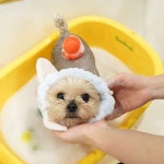 애견호텔 맘바이 김해점