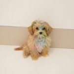 애견호텔 맘바이 김해점