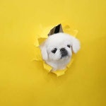 애견호텔 맘바이 김해점