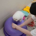 애견호텔 맘바이 김해점