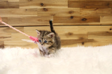 베베캣 고양이
