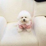 애견호텔 맘바이 김해점