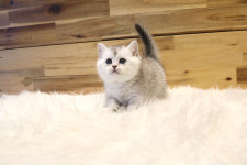 베베캣 고양이
