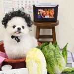 애견호텔 맘바이 김해점