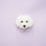 애견호텔 맘바이 김해점