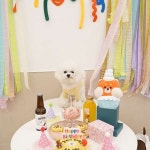 애견호텔 맘바이 김해점