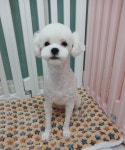 복터진강아지