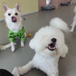 리틀댕댕 인천점