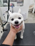 천방애견미용실