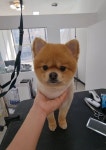 천방애견미용실