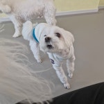 리틀댕댕 인천점