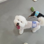 리틀댕댕 인천점