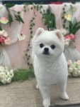 24시 딜라이트 동물의료센터
