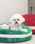바나고펫살롱 애견미용실 애견호텔 애견놀이방 바나고펫