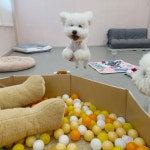 리틀댕댕 인천점