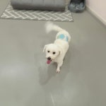 리틀댕댕 인천점