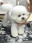 러브펫살롱