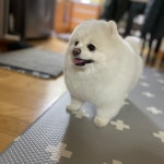 까미랑몽이