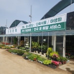 신흥화훼