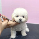 러브펫살롱