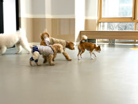 옐레드 애견유치원&애견호텔 부천신중동점