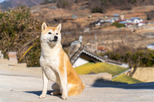 여수 시바별장 애견펜션