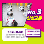 용인대정진태권도