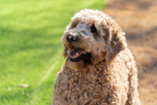 여수 시바별장 애견펜션