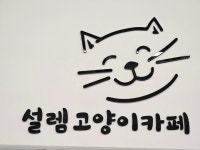 설렘고양이카페
