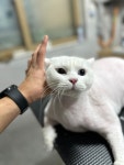 함께냥 본점