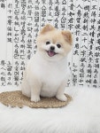 똥강쥐