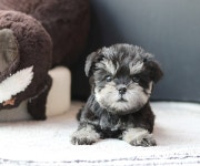 이즈펫 강아지분양 고양이분양 본점