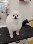쁘띠르시앙
