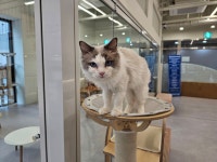 설렘고양이카페