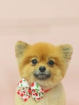 펫미리애견샵