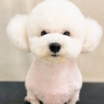 댕댕이모