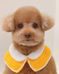 댕댕이모