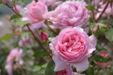 아베크팜 아신점