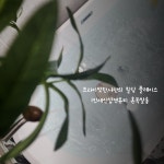 세신샵 혼목쌀롱 인천용현본점