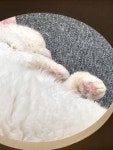 루프캣미 고양이카페 홍대점