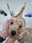멍샵