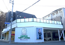 대구강아지분양 테디럽