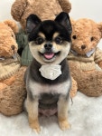 견공간샵