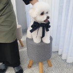 이쁘게 잘라줄개 애견미용실+애견호텔