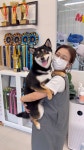 노노펫 애견미용