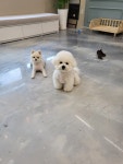 예쁘개편안하개 애견미용&애견호텔&애견놀이방