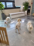 예쁘개편안하개 애견미용&애견호텔&애견놀이방