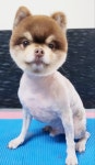 슈독펫살롱